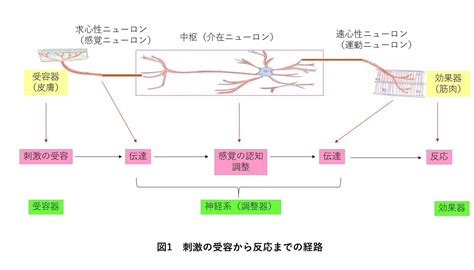 刺激の受容: