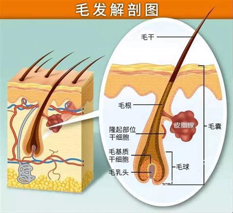 刺激毛囊：