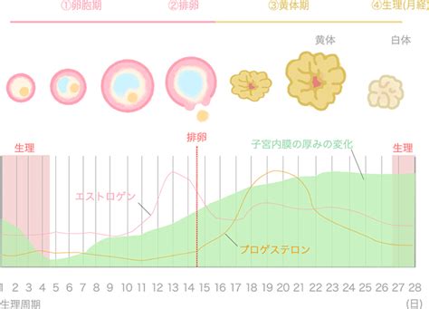 前半期（卵胞期）：