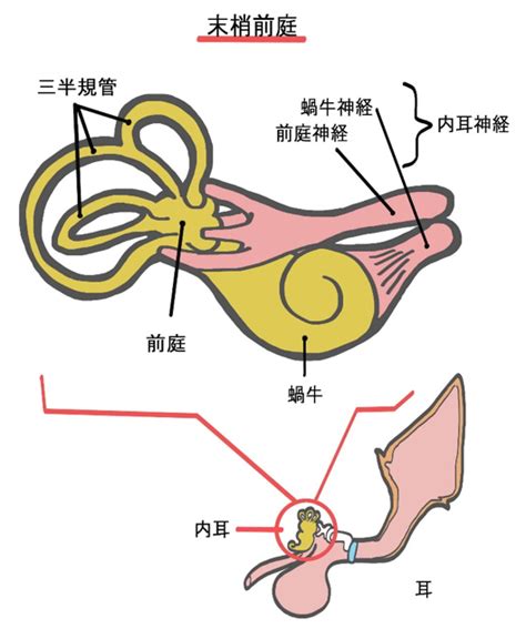 前庭疾患：