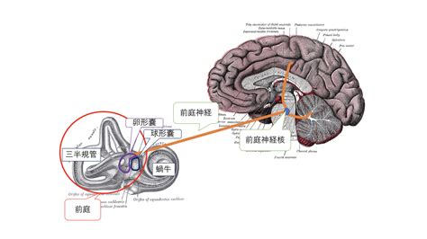 前庭系刺激：