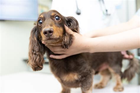 前立腺肥大で後ろ足が立たなくなった犬を助ける方法