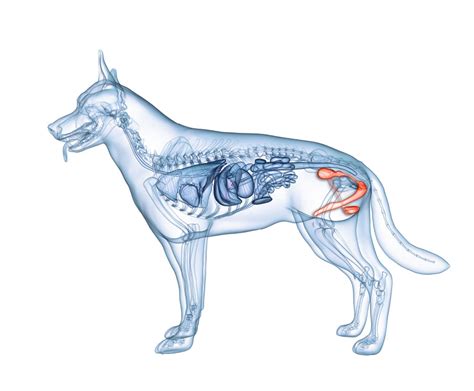 前立腺肥大による犬の後ろ足麻痺