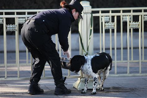 前線保衛犬