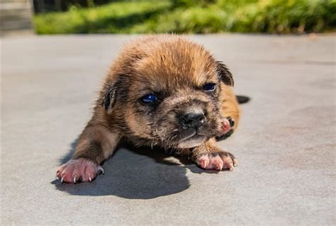 剛出生的幼犬是脆弱且依賴的生物。為確保牠們的健康和福祉，提供適當的照護和餵養至關重要。