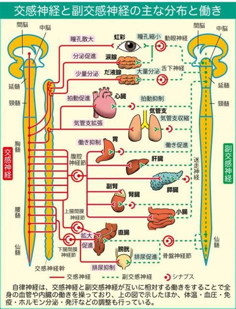 副交感神経の活性化：