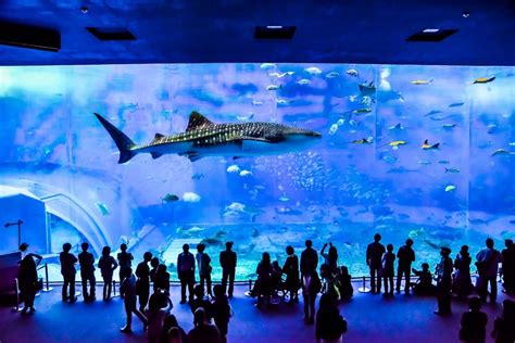 副標題：揭開日本最大水族館的海洋秘密