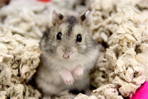 加卡利亞倉鼠（Campbell's Dwarf Hamster）：