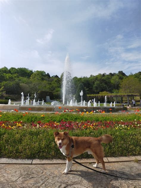 加西フラワーセンター 愛犬との楽しいお出かけ先