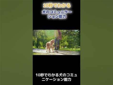 動くしっぽ：犬のコミュニケーションの秘訣