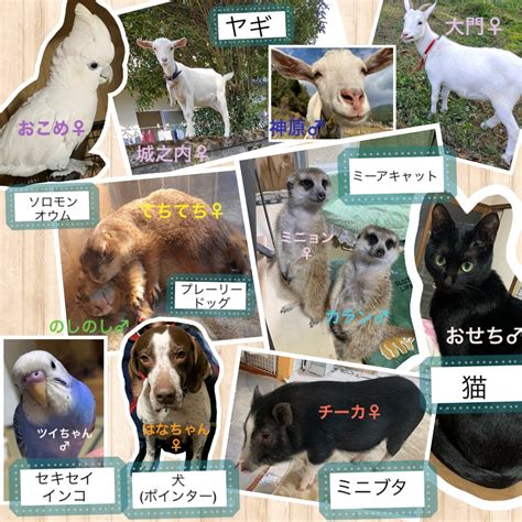 動物たちとふれあえる憩いの場