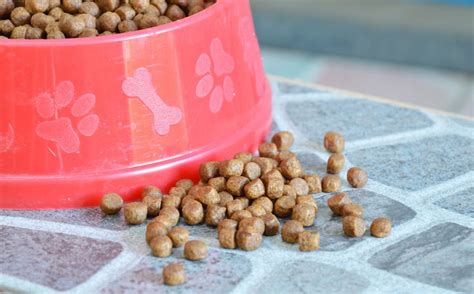 動物たちの食器を選ぶためのガイド