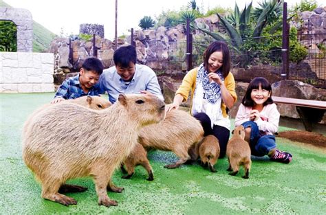 動物とのふれあい