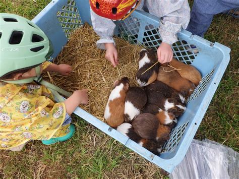 動物と暮らす：動物とのふれあいがもたらす心と体の健康