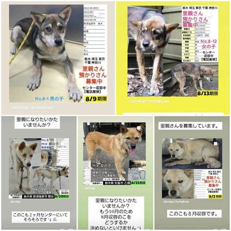 動物の保護と収容