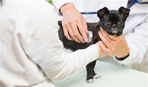 動物の健康と幸せを第一に考える動物病院