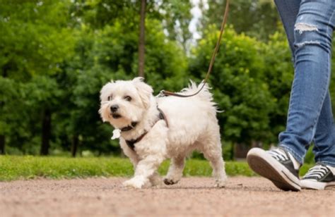 動物の散歩・運動のお手伝い