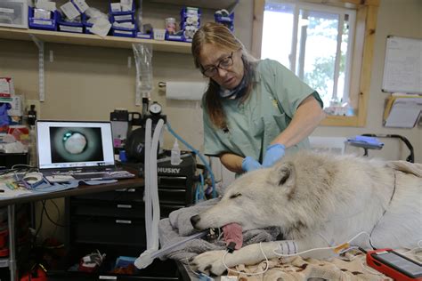 動物への愛情にあふれた獣医師: