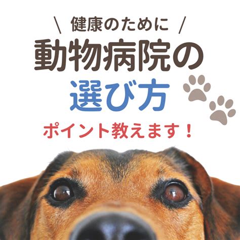 動物病院の選び方：あなたのペットに最適なケアを見つけるためのガイド