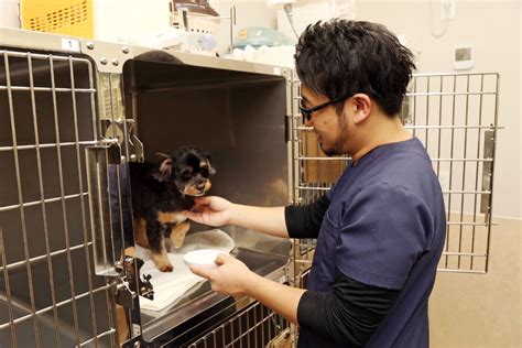 動物病院 東橋本でペットの健康を守る