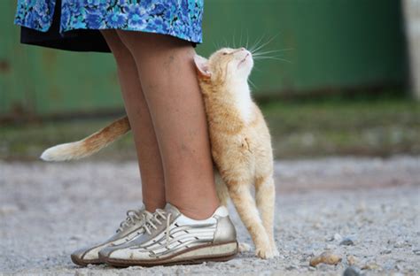 動物 が 寄っ て くる 人