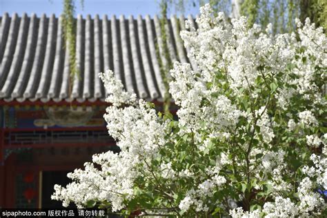 北京丁香園的遠見卓識