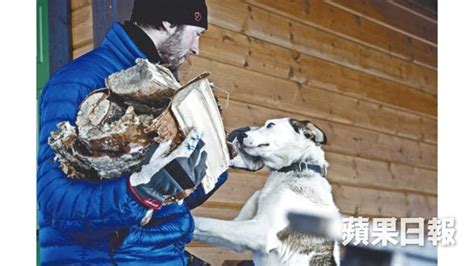 北極苔原犬糧：迎合極地犬隻的營養需求