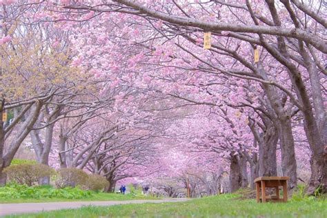 北海道櫻花季概觀