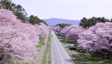 北海道櫻花季的起源和歷史