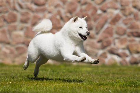 北海道 犬 性格