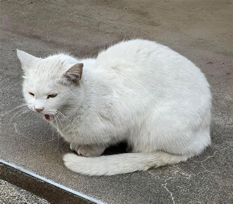 千代田ニャンと なる会：猫がもたらす地域活性と課題