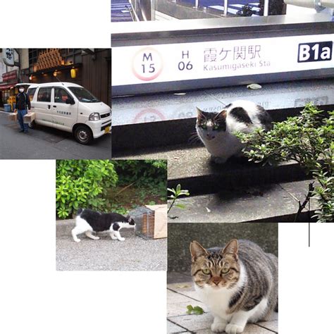 千代田区の猫対策～ちよだ ニャンと なる 会～