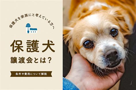 千葉県の保健所における犬の引き取りに関する包括ガイド