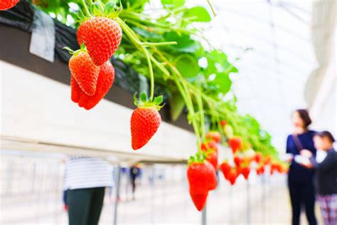 千葉県の絶品いちご狩りスポット「ストロベリーファーム白崎」完全ガイド