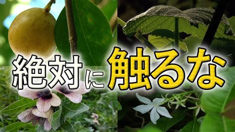 危ない植物とは？