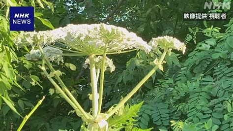 危ない植物にご注意ください！