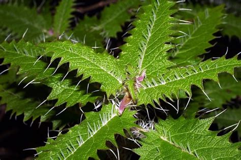 危ない花：美しいが致命的な植物の危険性