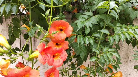 危ない 花: 魅惑と危険が同居する植物