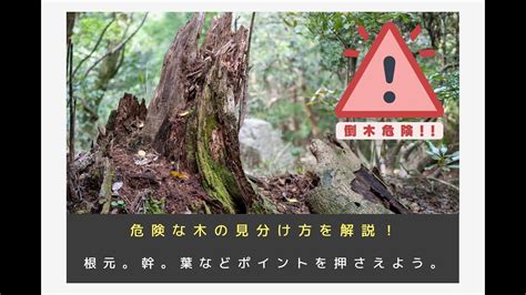 危険な木の見分け方と対策