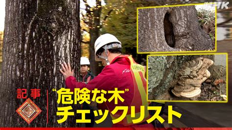 危険な木を回避するための包括ガイド