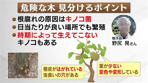 危険な木：安全対策と予防策