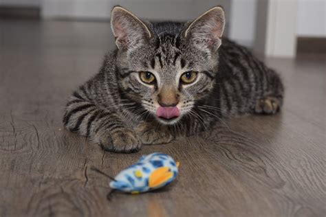 危険な猫：飼い主に潜む脅威