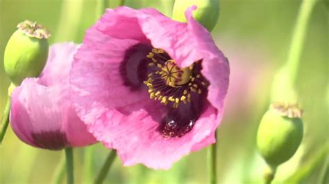 危険な花の分類