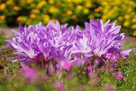 危険な花：その美しさに潜む危険性