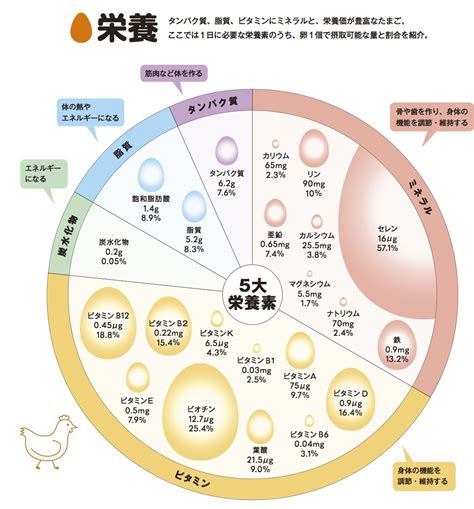 卵ちゃんで最高の毎日を！栄養豊富なたまごちゃんを賢く活用する完全ガイド