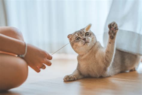 又たび：猫を虜にする魅惑の香り