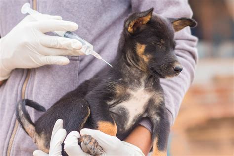 及川動物病院で愛犬・愛猫の健康を守ろう！