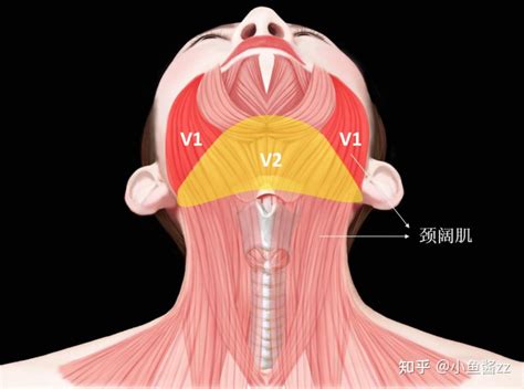 双下巴：成因、影响和有效应对策略