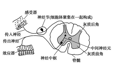 反射中文是什麼？