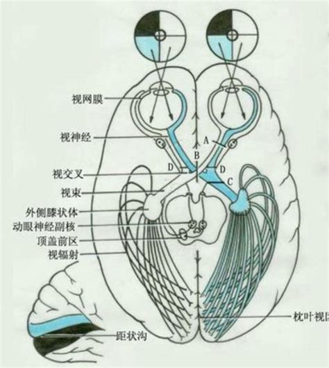 反射中文的概念